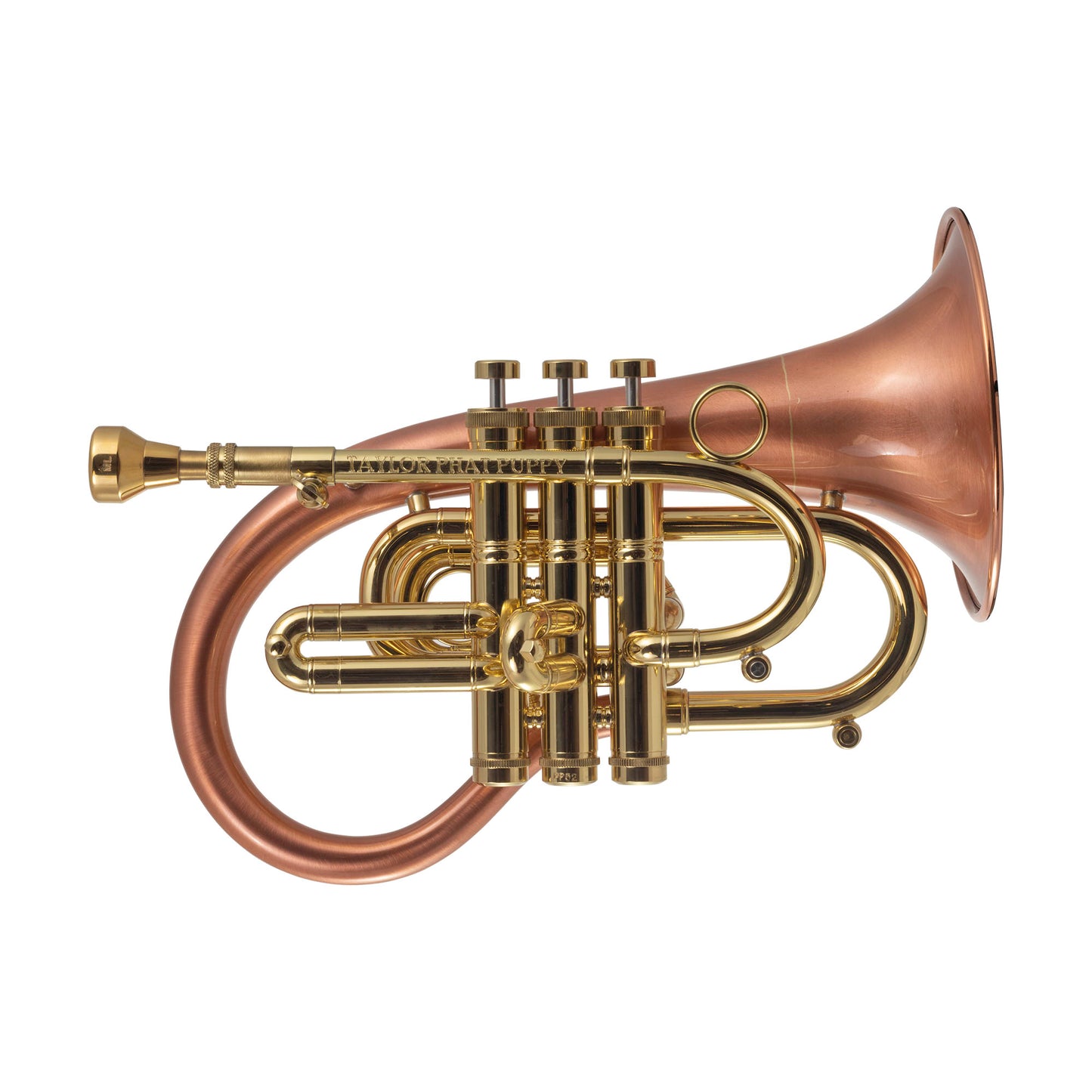 Taylor Phat Puppy images (Dropbox)